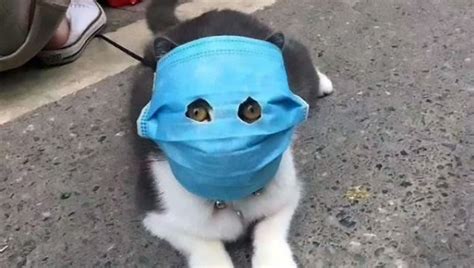 Cats are wearing coronavirus masks in China | FOX 5 New York