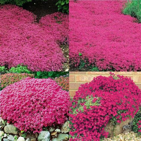 Amazon.com : 15000+ Magic Red Creeping Thyme Seeds for Planting ...