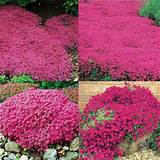 Amazon.com : 15000+ Magic Red Creeping Thyme Seeds for Planting ...