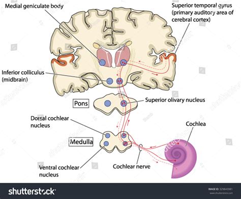 Primary Auditory Cortex