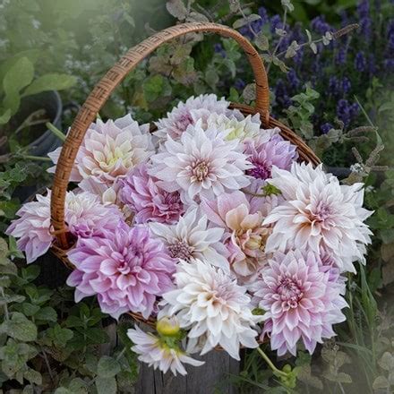 Flower Bulbs by Waitrose Garden