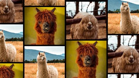 Image result for JavaScript Scroll Effect