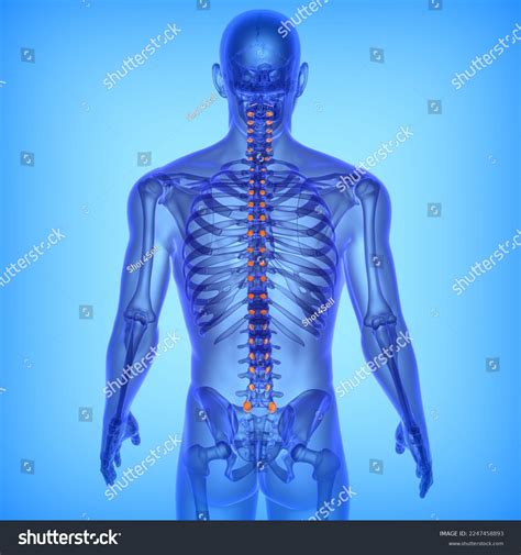 Human Vertebral Column Ligaments Bone Anatomy Stock Illustration ...