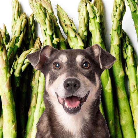 Can Dogs Eat Asparagus