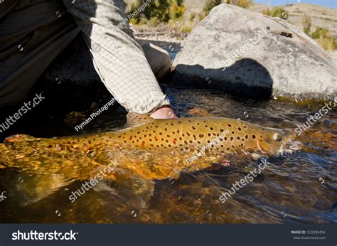 43 German brown trout Images, Stock Photos & Vectors | Shutterstock