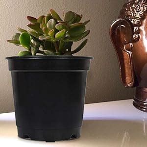 Kraft Seeds Plastic Nursery Seedlings Pots (20 Pcs, 6 Inch, Black ...