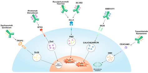 Unlocking New Horizons in Small-Cell Lung Cancer Treatment: The Onset of Antibody–Drug Conjugates