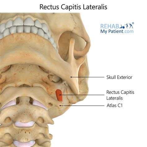 Rectus Capitis Lateralis | Rehab My Patient