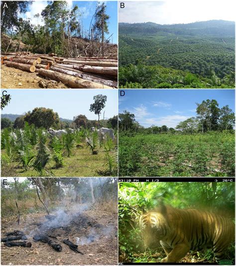 Global biodiversity loss from tropical deforestation | PNAS