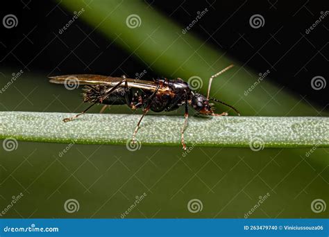 Adult Male Winged Carpenter Ant Stock Photo - Image of green ...