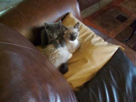 The Best Hotels in Rio Rico 2022 (with Prices) - Tripadvisor