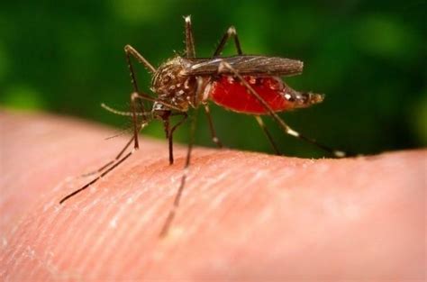 Malaria Parasites May Accumulate In Spleens of Asymptomatic Infected ...