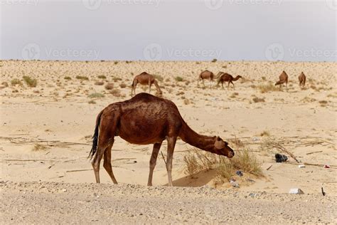 Wild Animals In The Desert at Claire Hawes blog