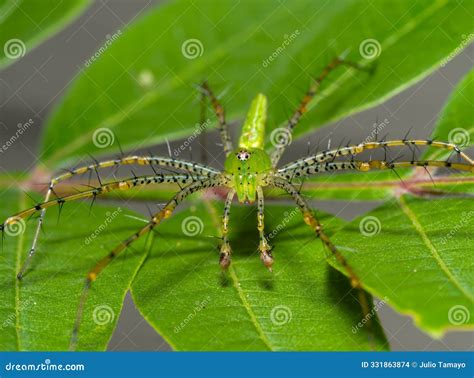 Green Lynx Spider(Peucetia Viridans) Waiting for a Prey on a Camouflaged on Green Leaves. Stock ...