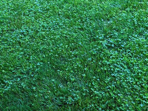 Clover Lawn 101: Answers To Your Questions About Planting Clover ...