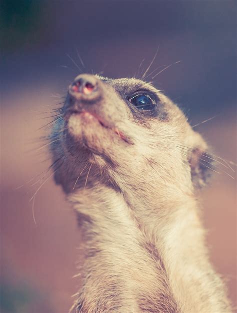 Image result for Alien Cat Drawin G