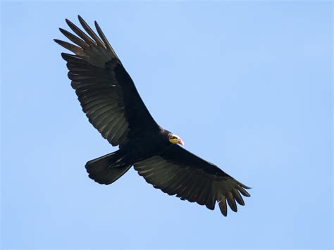 Greater Yellow-headed Vulture - eBird
