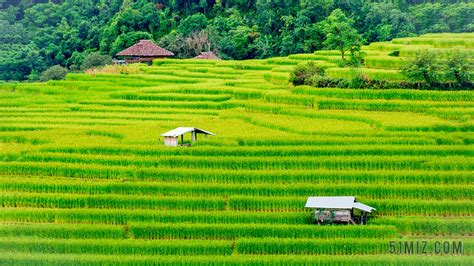 旅游自然绿油油的水稻田背景图片免费下载 - 觅知网