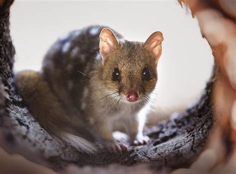 Eastern Quoll — Mulligans Flat