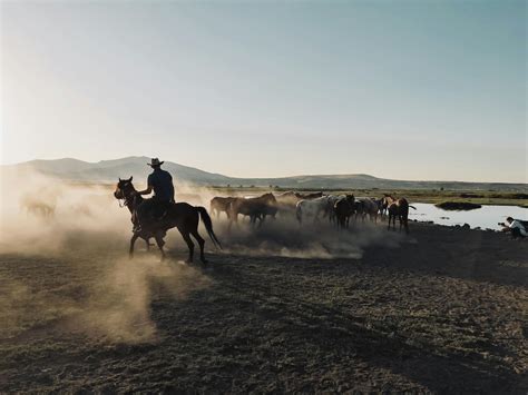 Sunlight over Cowboy and Horses Herd · Free Stock Photo