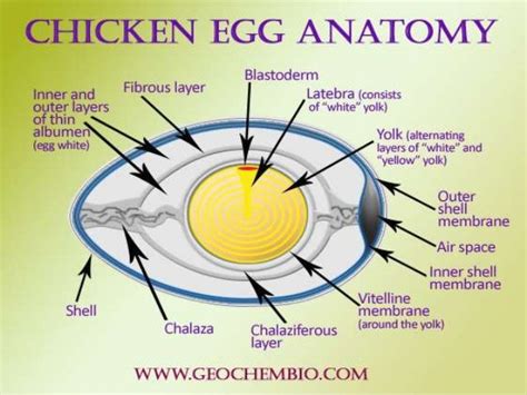 Chick Embryo Development 的图像结果