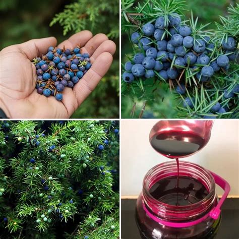 Exploring The Medicinal Uses Of Juniper Berries That Support Digestion And Health