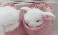 Image result for Cutest Bunny Rabbits