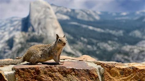 Fascinating Olympic National Park Animals to Spot On A Visit