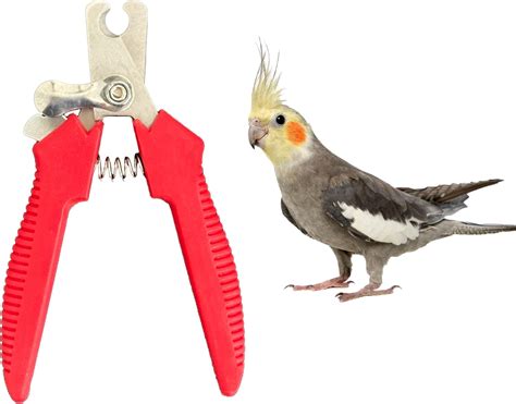 Amazon.com : Uni Infinity Bird Nail Trimmer, Nail Clippers Parakeet for ...