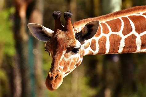 Looking for the best zoo in Texas? We got you covered! - Dock Line Magazine