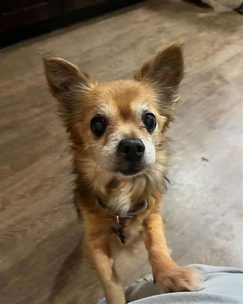 Senior Shelter Dog Almost Gives Up Hope Of Ever Being Adopted - The Dodo