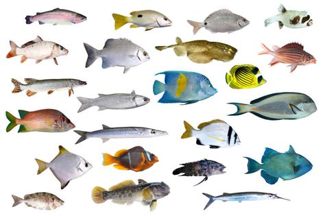 热带鱼和海洋鱼类图片-白色背景下热带鱼和海洋鱼类素材-高清图片-摄影照片-寻图免费打包下载