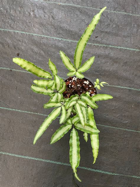 Fern – southerntropical