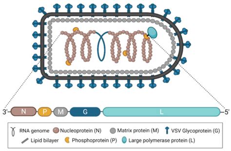 Pathogens | Special Issue : Vesicular Stomatitis Virus: Agricultural ...
