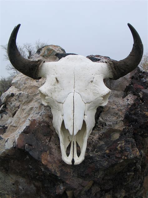Real Skull Front View