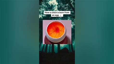 How Things Actually Work 的图像结果