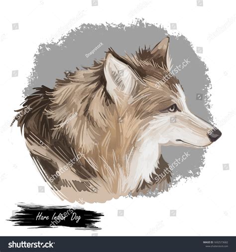 Hare Indian Dog Extinct Domesticated Canine Stock Illustration ...