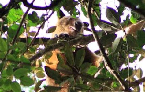 Image result for Kangaroo Evolution Tree