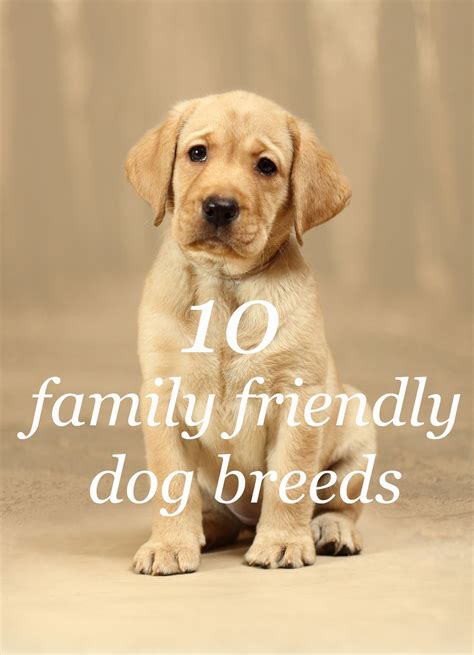 Which Breed of Dog Is Best for a Family