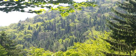 Improvement of forest management in Serbia as a contribution to climate ...