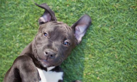 8 Best Dog Parks In Nashville - IMP WORLD