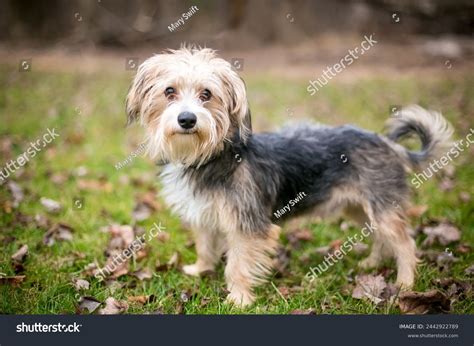 Yorkshire Terrier Mix Breeds 25 Yorkie Mixed Breeds (With Info