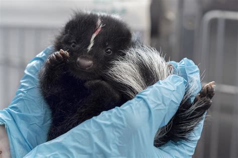 Wildlife Neighbours: Skunks - Alberta Institute For Wildlife Conservation