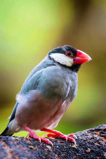 Fawn Java 的图像结果