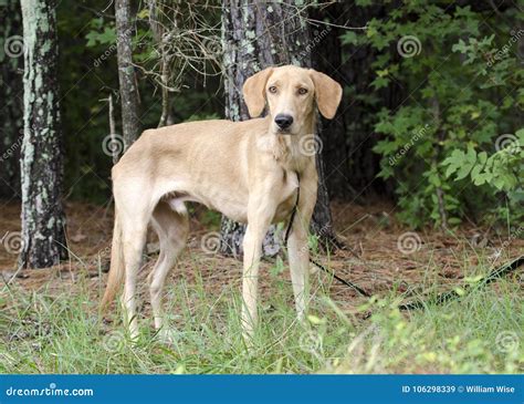 Golden Yellow Labrador Retriever Coonhound Mixed Breed Dog Stock Image ...