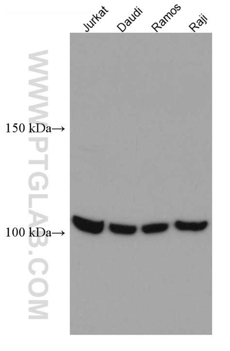 NFATC1 antibody (66963-1-Ig) | Proteintech