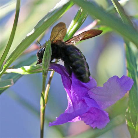 Valley Carpenter Bee