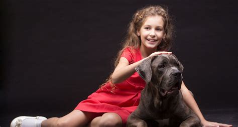 Cane Corso Protection 的图像结果