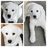 White Lab Puppies For Sale - Watch them train, you won't believe they ...