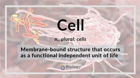Image result for Human Cell Types and Functions